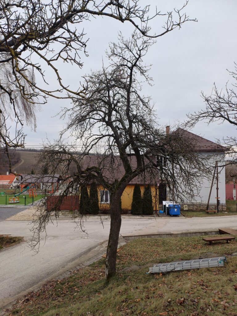 hruška ovocny strom rez ovocnych stromov